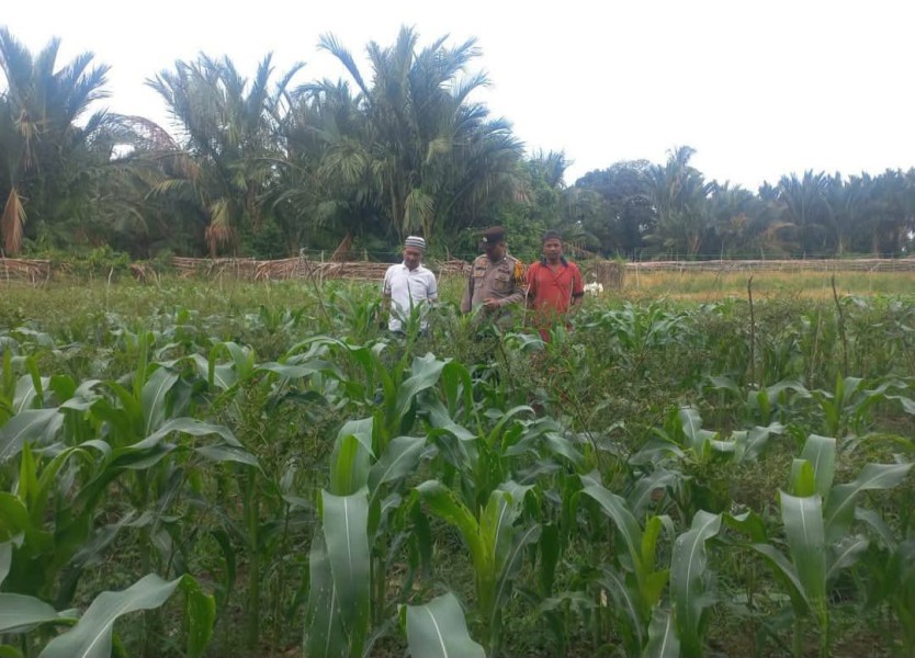 MELAKUKAN PEMBINAAN PEMILIK TANAMAN JAGUNG MANIS, POLSEK TEBING TINGGI BARAT WUJUDKAN KETAHANAN PANGAN