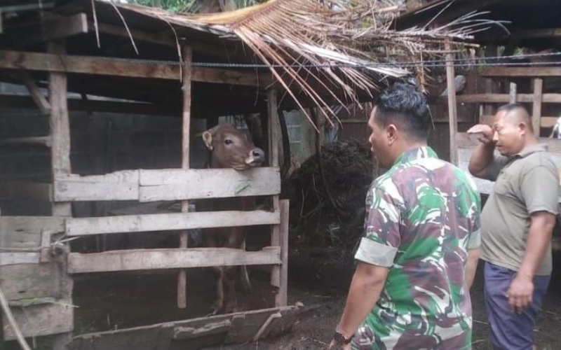 Upaya Pencegahan PMK di Peternakan, Babinsa Serma N Sinurat Gelar Sosialisasi