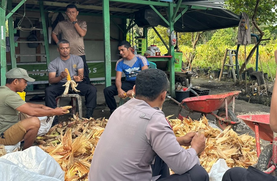 Sinergi Polisi dan Kelompok Tani Berbuah Manis, Polsek Koto Gasib Gelar Panen Raya Jagung