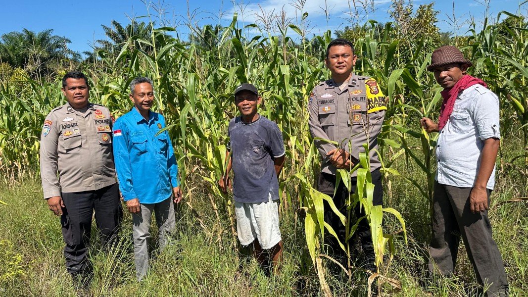 Polsek Koto Gasib Perkuat Sinergi dengan Petani Jagung dan PPL Pertanian Dukung Ketahanan Pangan