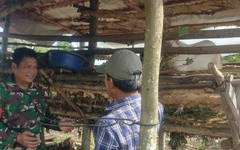 Waspada PMK, Babinsa Sertu SMP Sinaga Edukasi Peternak Jaga Kesehatan Hewan