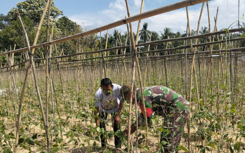 TNI Bersama Rakyat: Babinsa Bukit Kapur Bina Petani Kacang Panjang