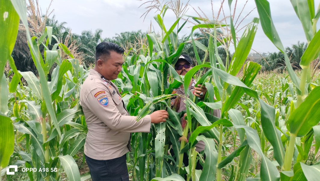 Jagung di Rantau Bertuah Tumbuh hingga 2 Meter, Polsek Minas Pantau Ketahanan Pangan Nasional di Lahan 1,5 Hektare
