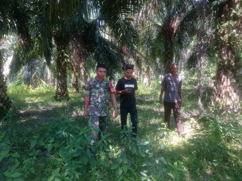 Babinsa Koptu L. Sigalingging Gelar Patroli Karhutla di Wilayah  Kecamatan Koto Gasib
