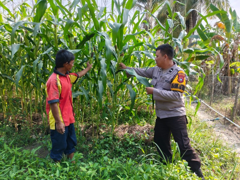 Dukung Ketahanan Pangan Nasional, Bhabinkamtibmas Polsek Pasir Penyu Sambangi Kebun Jagung Pipil Milik Warga