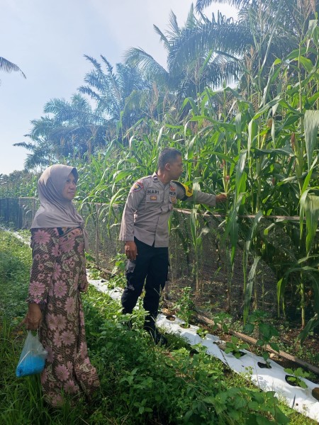 Dukung Program Nasional, Polsek Pasir Penyu Awasi Perkembangan Jagung Pipil di Inhu