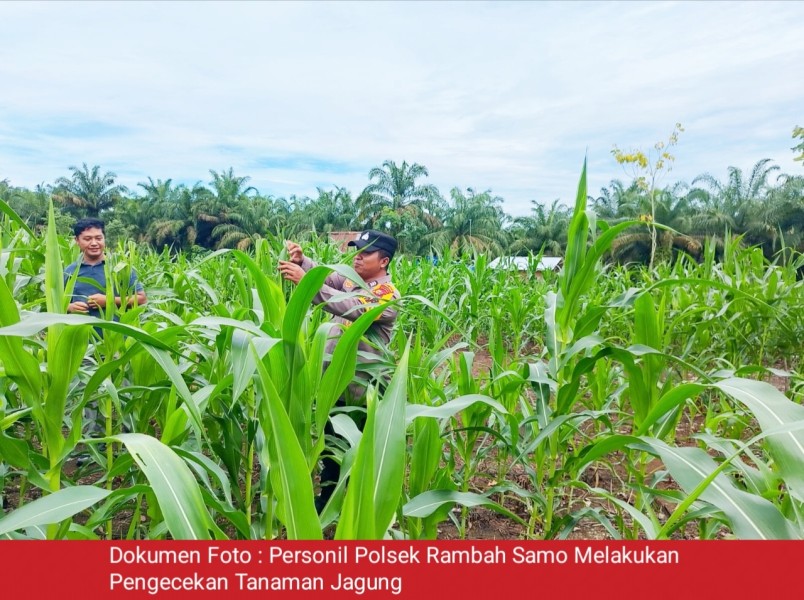Polsek Rambah Samo Turun ke Lahan Jagung, Pastikan Ketahanan Pangan Tetap Terjaga di Tengah Serangan Hama