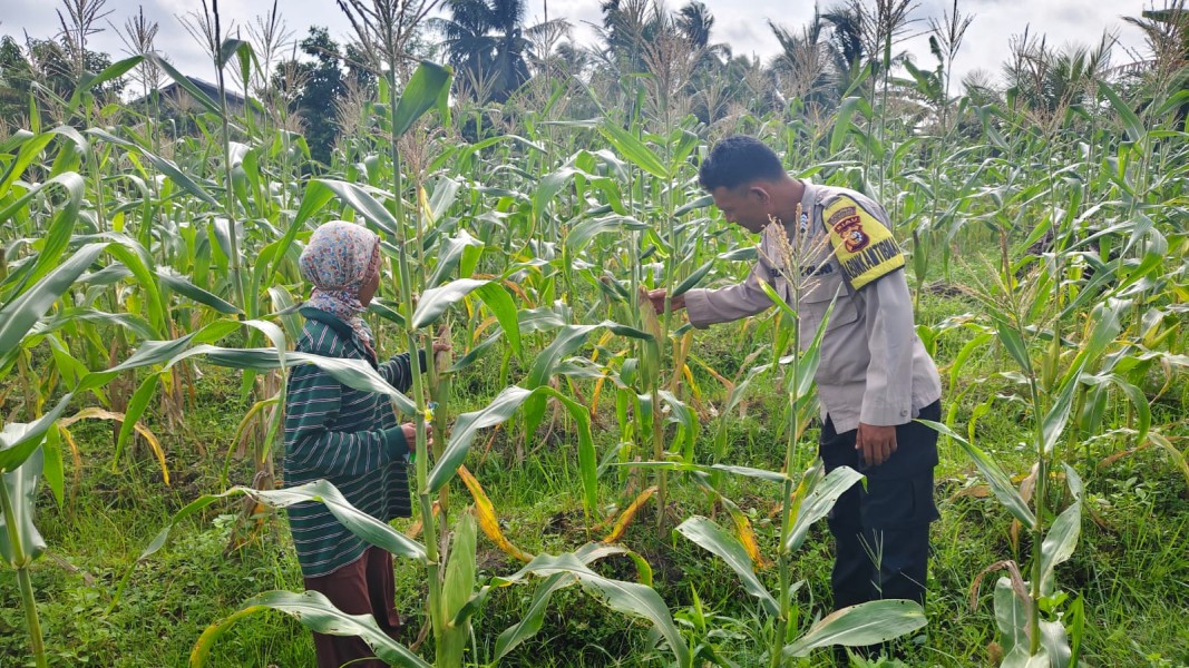 MONITORING DAN PEMBINAAN PETANI JAGUNG MANIS DESA ALAI SELATAN