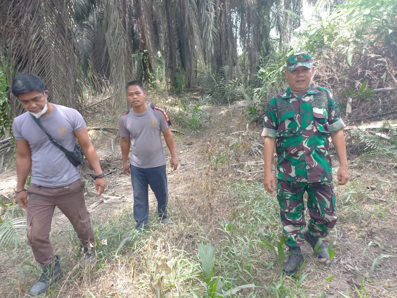 Babinsa Koramil 04/Perawang Laksanakan Patroli Karhutla di Kp. Maredan, Titik Api Nihil