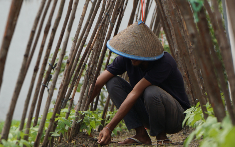 Dukung Ketahanan Pangan, Lahan SAE Rutan Dumai Kembali Ditanami Kacang Panjang