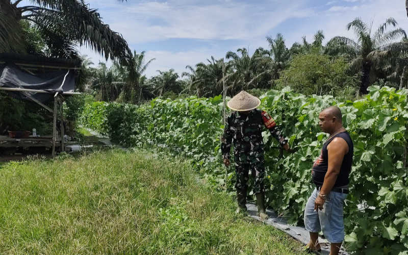 Sertu Miftah Dorong Pemanfaatan Lahan Produktif Lewat Budidaya Melon di Batu Teritip