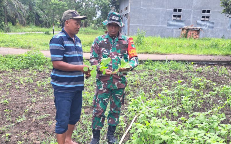 Cegah Karhutla, Babinsa Koramil 01 Dumai Ajak Warga Tanami Lahan dengan Bayam
