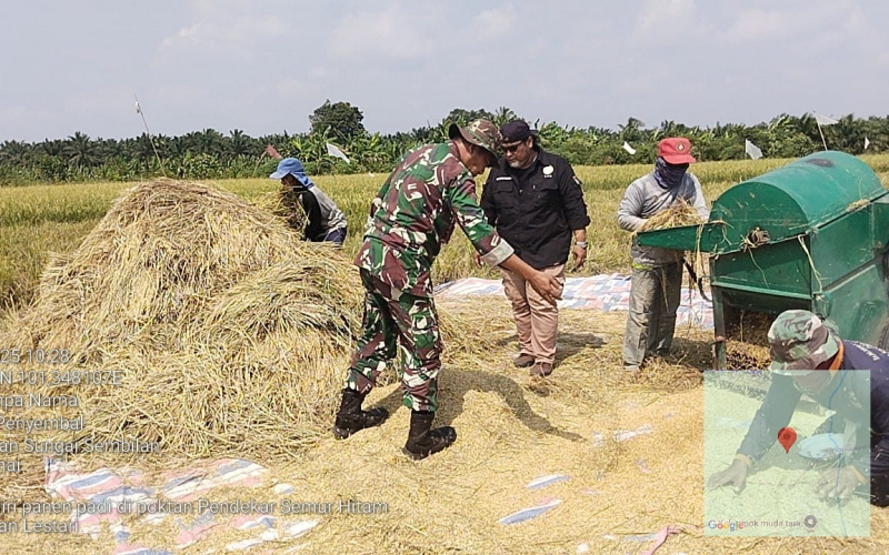 Panen Padi, Dandim Dumai Tegaskan Keterlibatan TNI dalam Sektor Pertanian Bakal Ditingkatkan