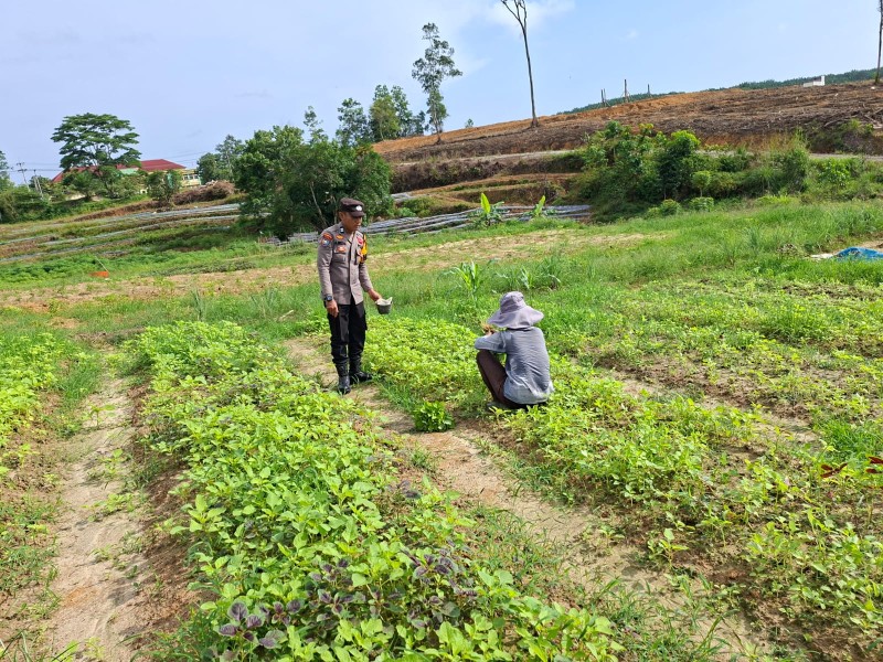 Bhabinkamtibmas Polsek Pasir Penyu Dorong Warga Manfaatkan Pekarangan, Perkuat Ketahanan Pangan Nasional