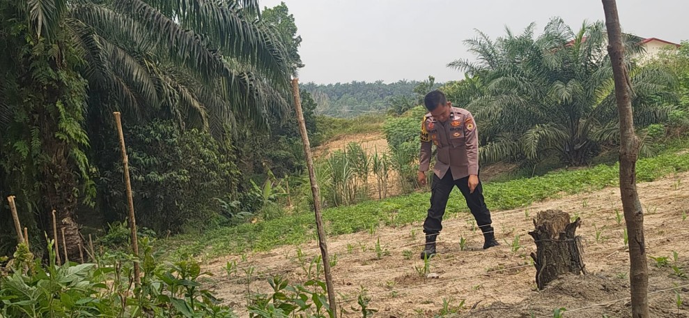 Bhabinkamtibmas Polsek Minas Pantau Perkembangan Jagung Pipil Usia 25 Hari di Minas Barat, Tumbuh Subur di Lahan Setengah Hektare
