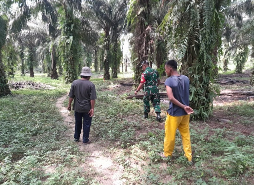 Babinsa Koramil 04/Perawang Laksanakan Patroli Karhutla di Perawang Barat, Titik Api Nihil