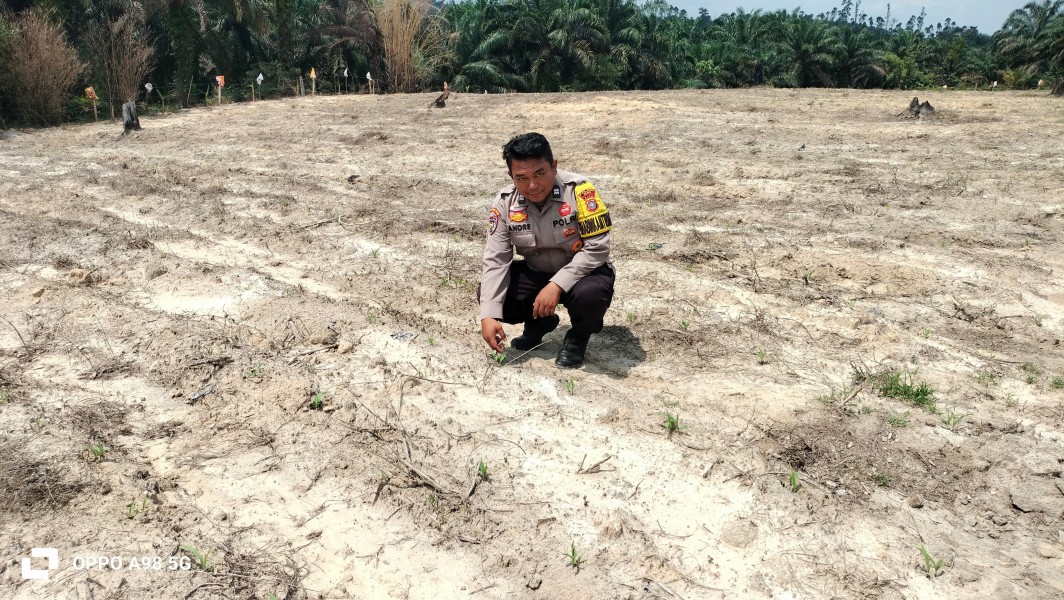 Kapolsek Minas Cek Perkembangan Jagung Program Ketahanan Pangan, Tanaman Tumbuh Baik di Usia 9 Hari