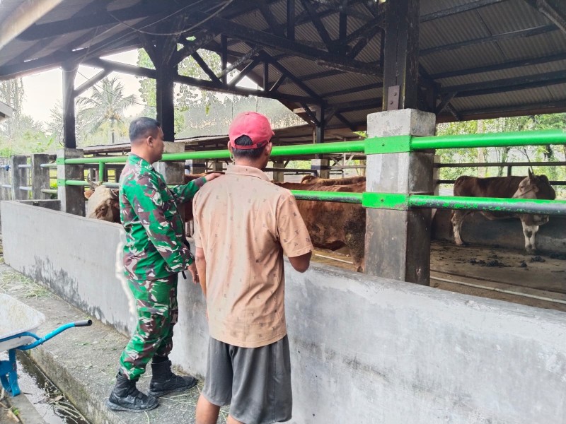 Babinsa Kopda Gunariadi Laksanakan Surveilans PMK di Perawang Barat, Ternak Sapi Dinyatakan Sehat