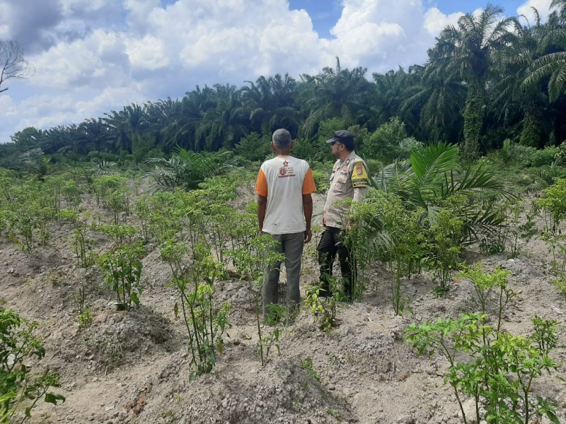 Dukung Ketahanan Pangan Nasional, Bhabinkamtibmas Sungai Sembilan Pantau Kebun Cabai Merah Milik Warga