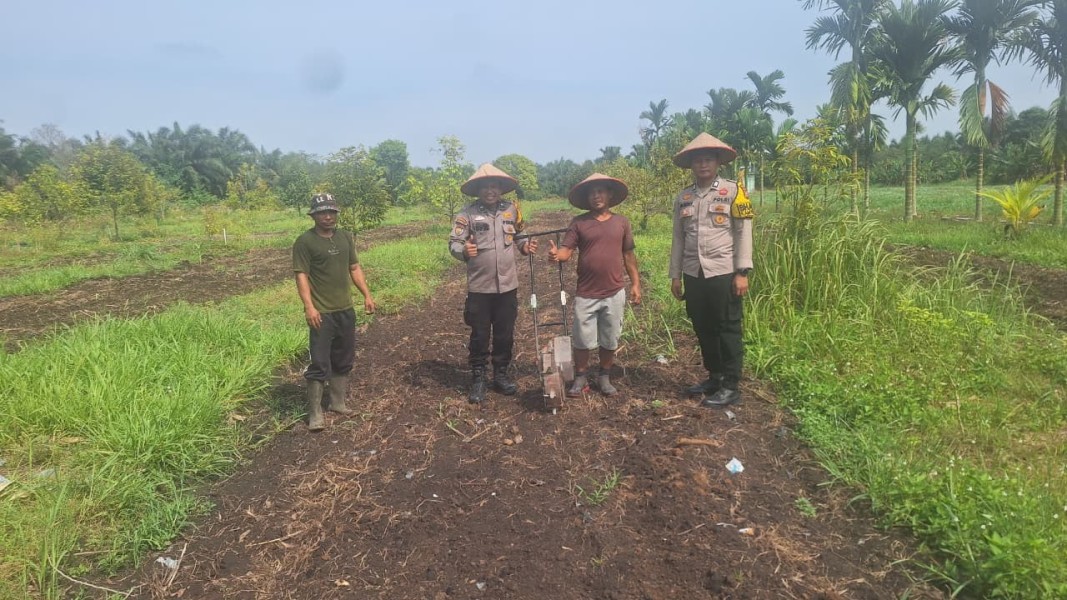 Polsek Koto Gasib Perkuat Ketahanan Pangan, Tanam Jagung Pipil di Lahan 1 Hektare