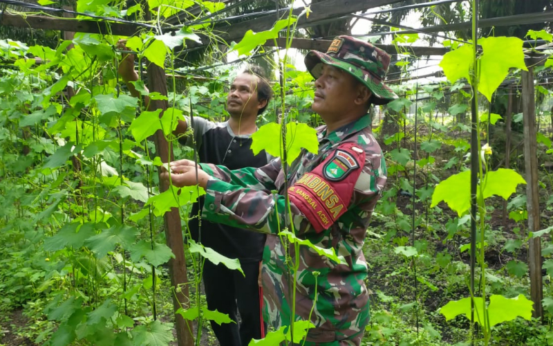 Babinsa Sungai Sembilan Dampingi Budidaya Gambas Warga di Bangsal Aceh