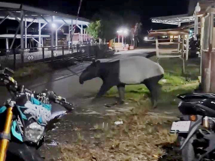 Seekor Tapir Muncul di Permukiman Warga Kuasing