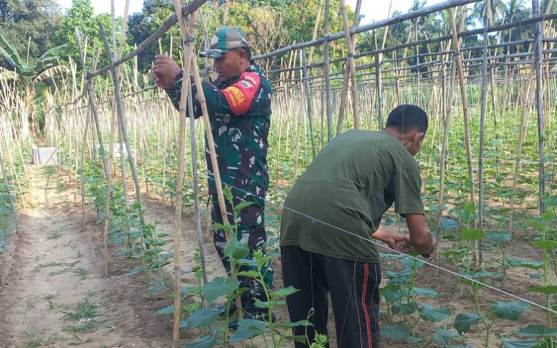 Babinsa Bukit Nenas Karya Nyata di Lahan Pertanian Warga