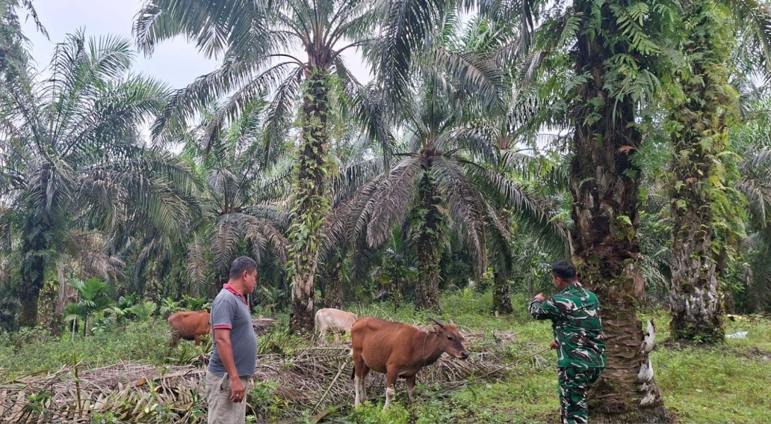 Serda Wiky Hendri Septa Pantau Penyebaran PMK pada Ternak Sapi di Teluk Lancang