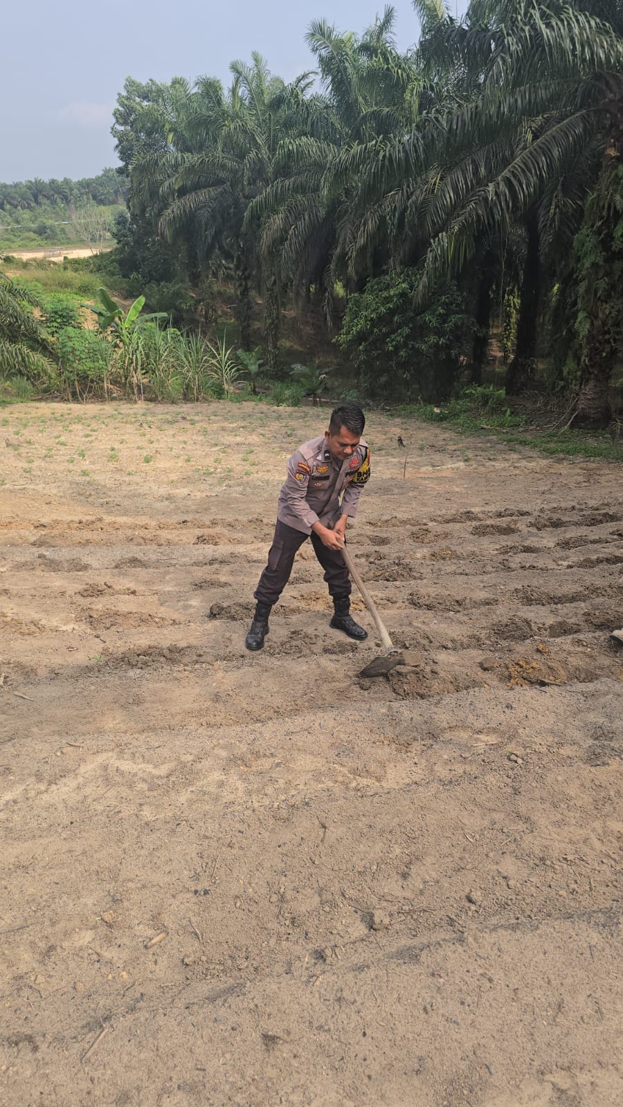Polsek Minas Dorong Ketahanan Pangan, Kelompok Tani Siapkan Lahan Setengah Hektare untuk Tanaman Jagung