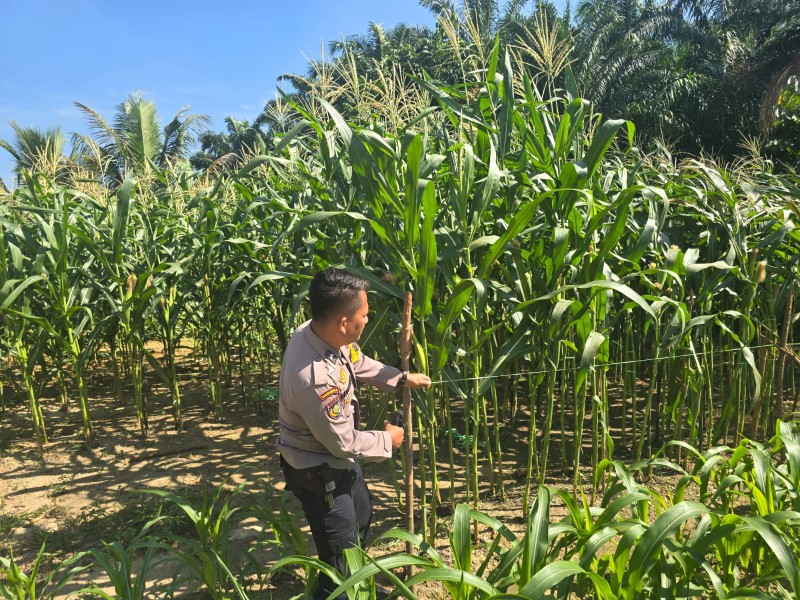 Dukung Ketahanan Pangan, Bhabinkamtibmas Minas Barat Dampingi Perawatan Tanaman Jagung
