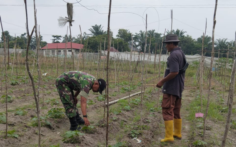 Perkuat Ketahanan Pangan, Babinsa Koramil 02/Bukit Kapur Turun ke Lahan Warga