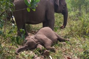 Misteri Kematian Gajah Tari Akhirnya Terungkap, Aduh! Ternyata Akibat ini