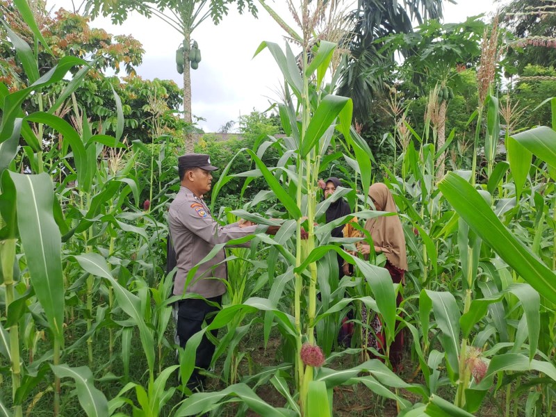 Polsek Bangkinang Barat Cek Perkembangan dan Perawatan Tanaman Jagung Desa Pulau Jambu