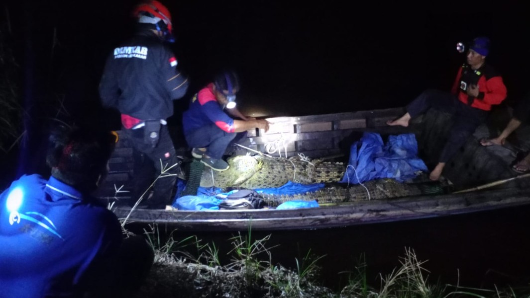 Aksi Heroik Tim Damkar Inhil Tangkap Dua Buaya di Tengah Gelapnya Sungai