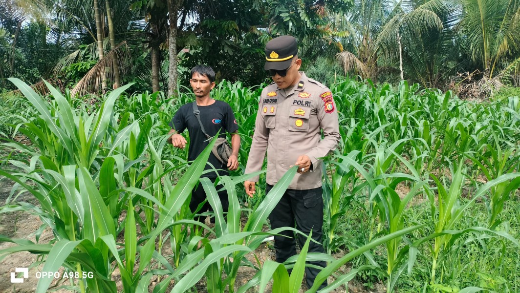 Polsek Minas Lakukan Pengecekan Tanaman Jagung Pipil Usia 35 Hari di Minas Timur