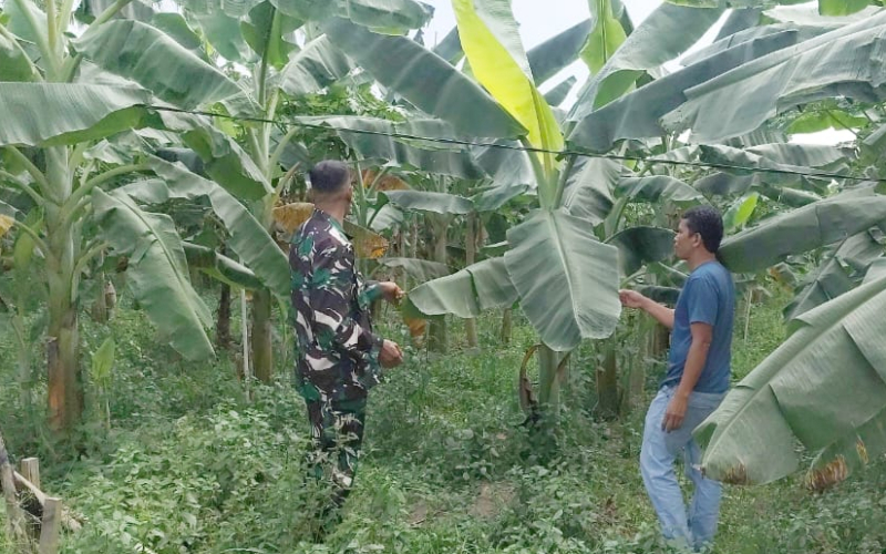 Babinsa Dampingi Kebun Pisang Warga Sekaligus Sosialisasi Cegah Karhutla