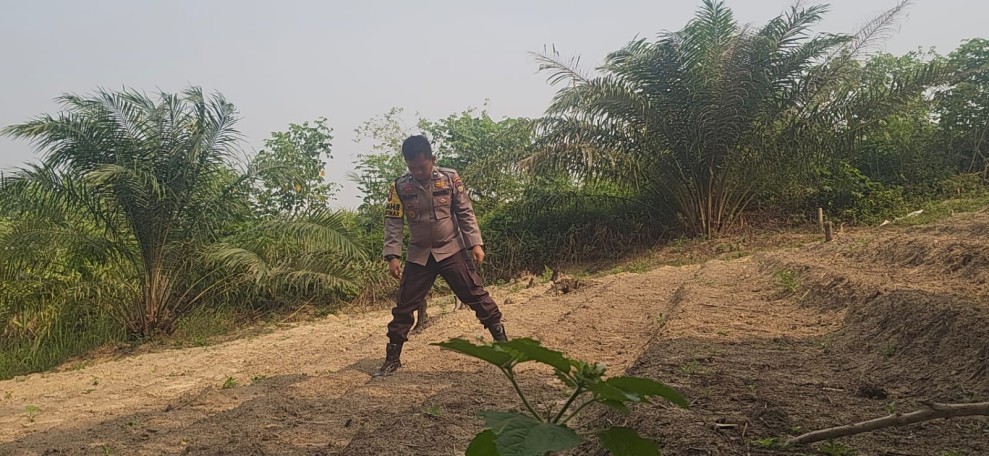Polsek Minas Dampingi Persiapan Lahan Jagung Pipil Seluas Setengah Hektare di Minas Barat