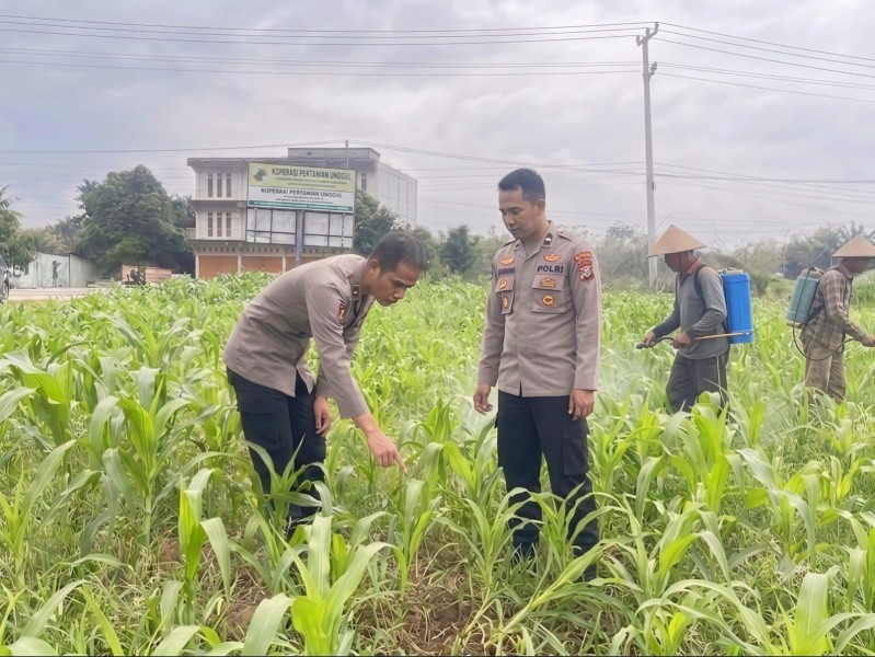 Pastikan Hasil Panen Optimal, Bag SDM Polres Rokan Hulu Cek Tanaman Jagung di Lahan Pemda Seluas 6 Hektare