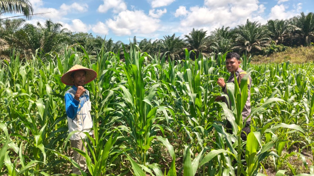 Bentuk Nyata Sukseskan Swasembada Pangan, Polsek Bangkinang Barat Pantau Rutin Perkembangan Jagung Desa Siabu