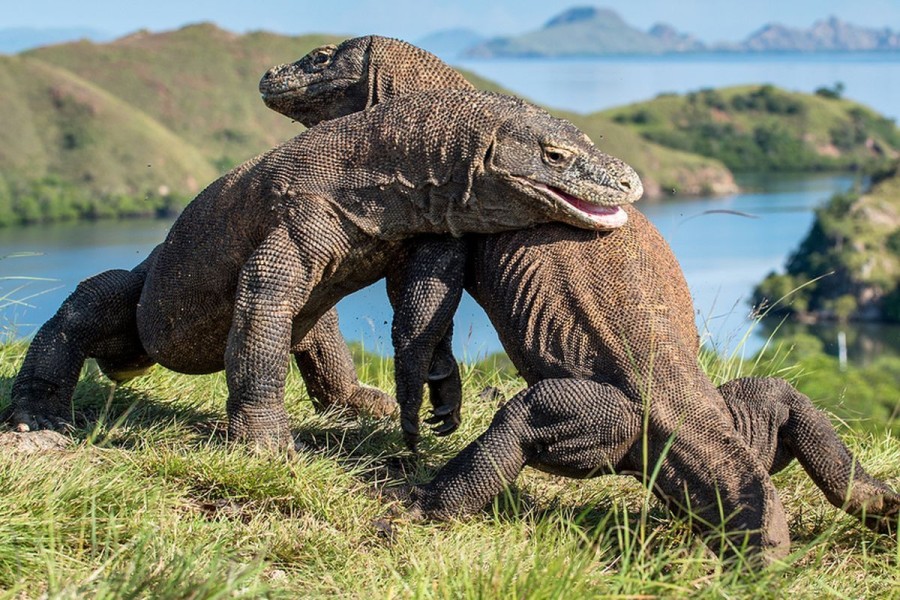 Keselamatan Wisatawan Prioritas, Pelayaran ke TN Komodo Dihentikan Sementara