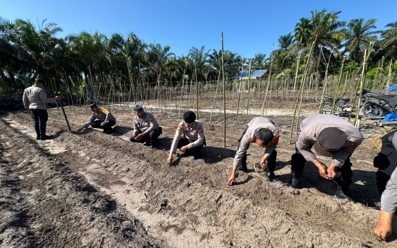 Sinergi Polri dan Petani, Polsek Bukit Kapur Tanam Jagung di Lahan Produktif