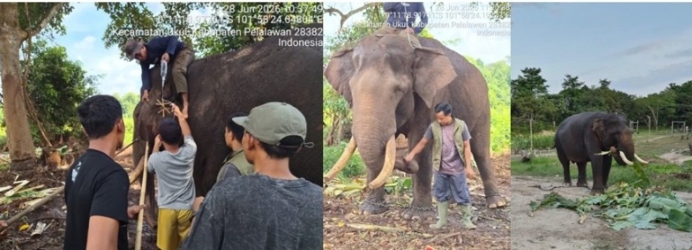 Duka Mendalam di Tesso Nilo, Gajah Sumatera Jinak Indro Mati Setelah Berjuang Melawan Komplikasi Kesehatan