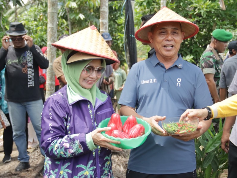 Bupati Inhil Panen Cabe di Pekan Arba, Dorong Pemanfaatan Hasil Tani untuk Program MBG