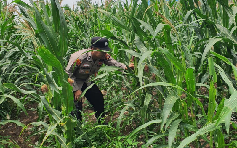 AKP Hardianto Tegaskan Komitmen Green Policing, Polsek KSKP Dumai Tanam Pohon di Pelabuhan
