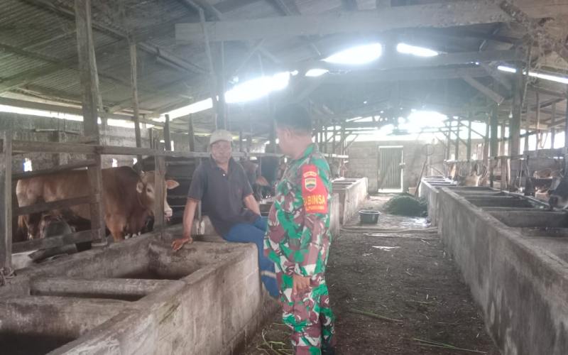 Babinsa Purnama Dampingi Warga di Sektor Peternakan
