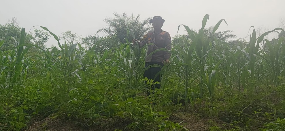Bhabinkamtibmas Pantau Pertumbuhan Jagung Pipil Usia 45 Hari di Minas Barat
