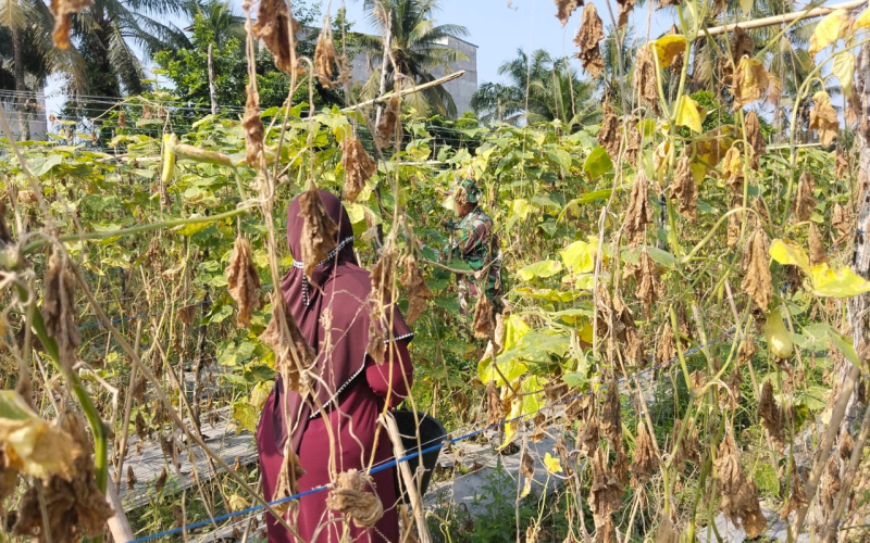 Babinsa Koramil 03/Sungai Sembilan Dorong Pertanian Warga Sekaligus Cegah Karhutla