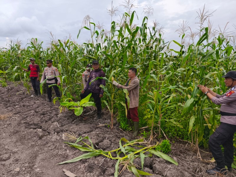 Polsek Sungai Batang Lakukan Pengecekan Program Ketahanan Pangan Jagung di Wilayah Binaan