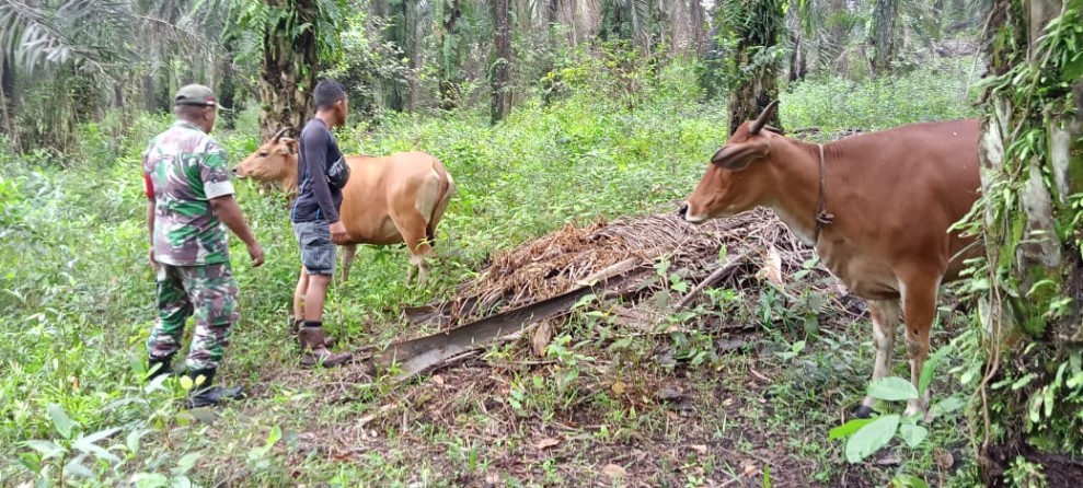 Babinsa Sertu Sahidin Dampingi Tim URC Lakukan Surveilans PMK di Koto Gasib