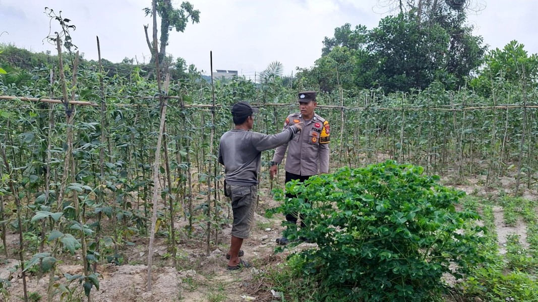 Dukung Ketahanan Pangan Nasional, Bhabinkamtibmas Polsek Pasir Penyu Pantau Pertanian Warga di Desa Perkebunan Sei Lala